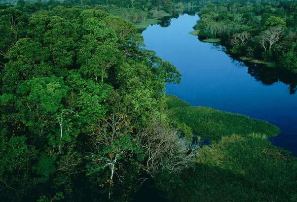 亚马逊雨林最大的树