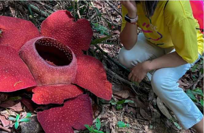 世界上最奇特的花朵