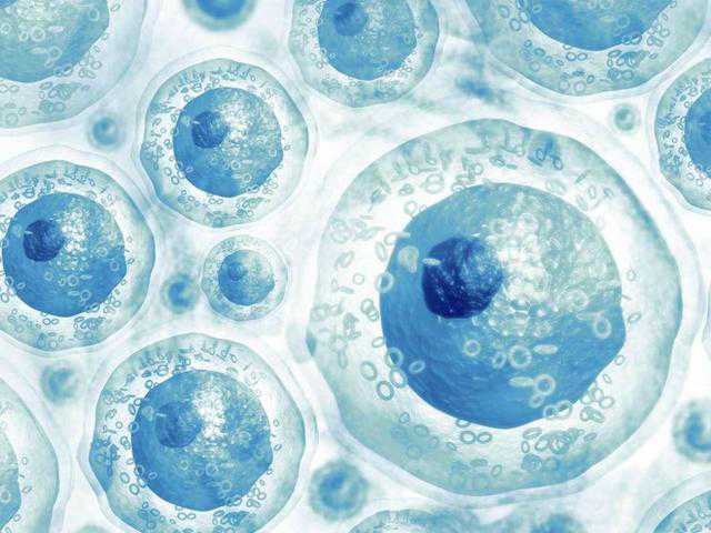 日本胚胎细胞植发