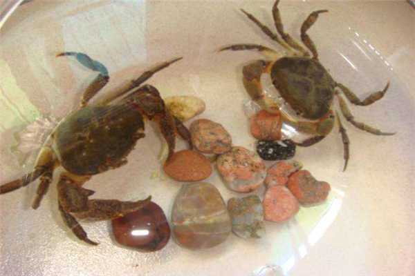 世界上最可爱的螃蟹品种