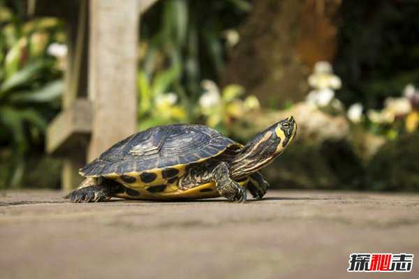 乌龟的最长寿命是多少年