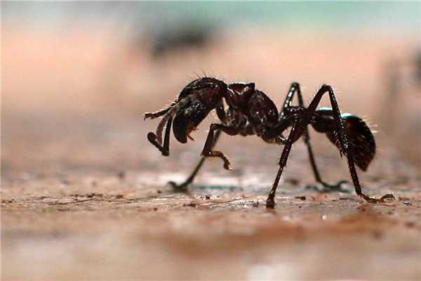 世界上毒性最强的蚂蚁是什么蚂蚁