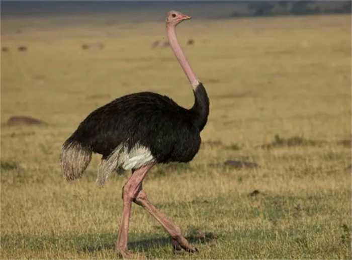 世界上最大的飞鸟叫什么名字