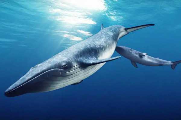 世界五大最大的鲸鱼是什么