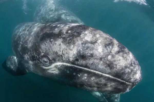 世界五大最大的鲸鱼是什么
