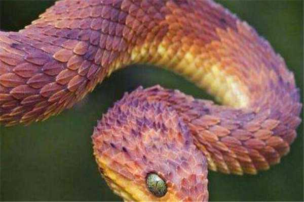 世界上最奇异的蛇图片
