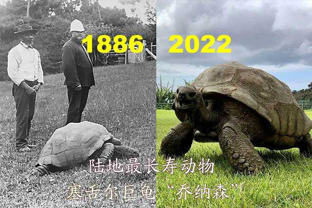 为什么龟的寿命特别长