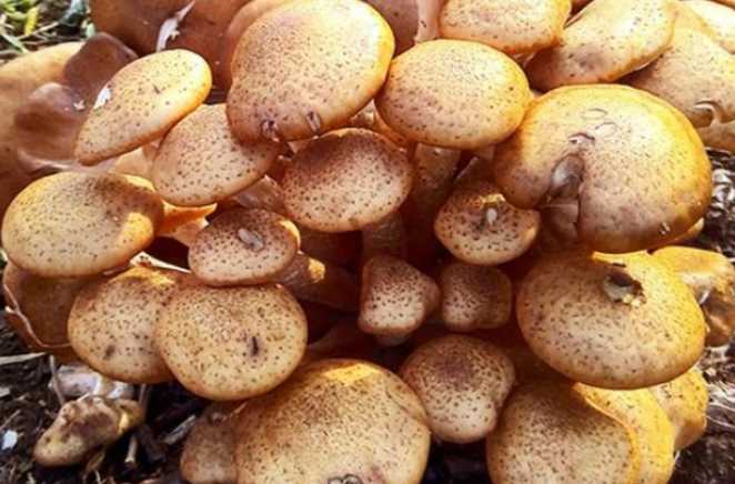 全世界最大的蘑菇