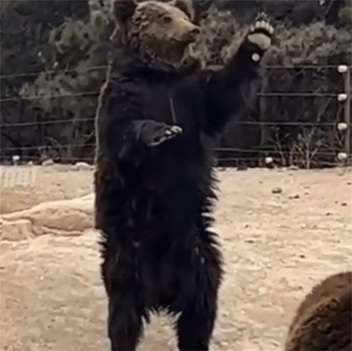 动物园棕熊咬人视频