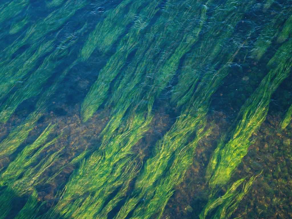 水藻水华