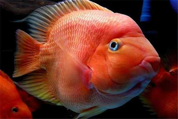 世界上十大最美的鱼
