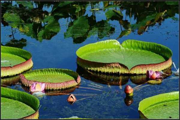 世界上叶片最大的水生植物是什么