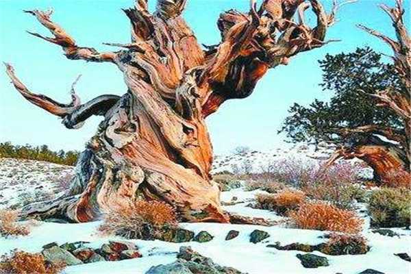 世界上最古老的树有多少年