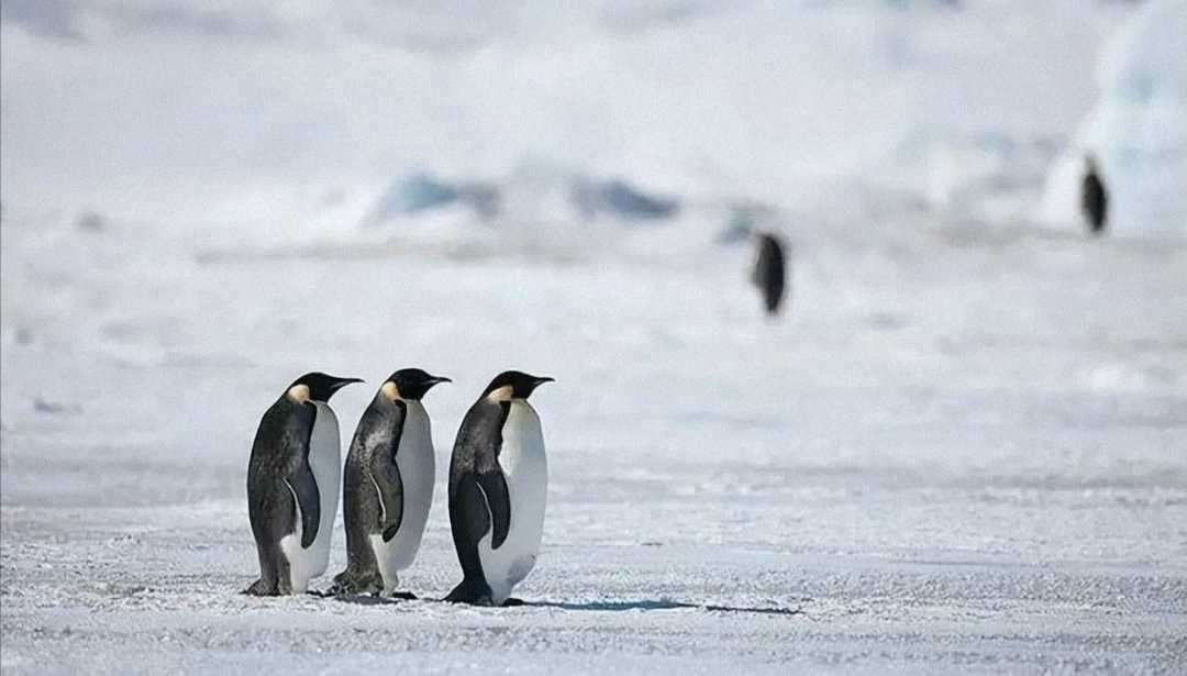 北极不存在企鹅的原因