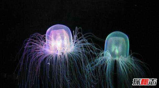 世界上毒性最强的水母是哪个