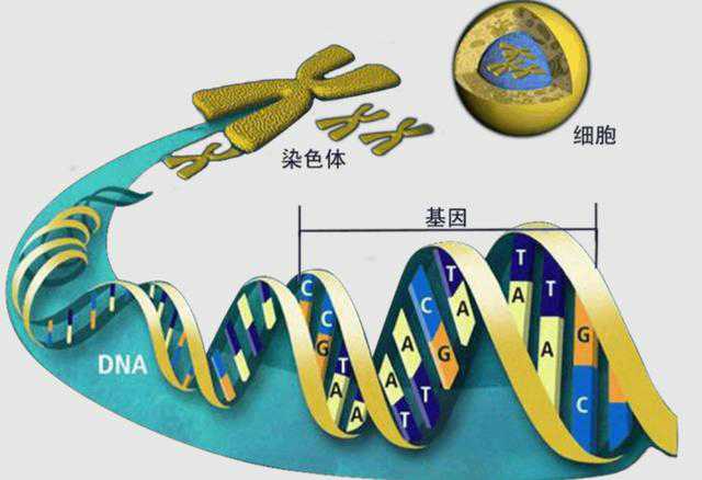 6年前中国科学家发现唯一的恐龙肉身残骸是什么