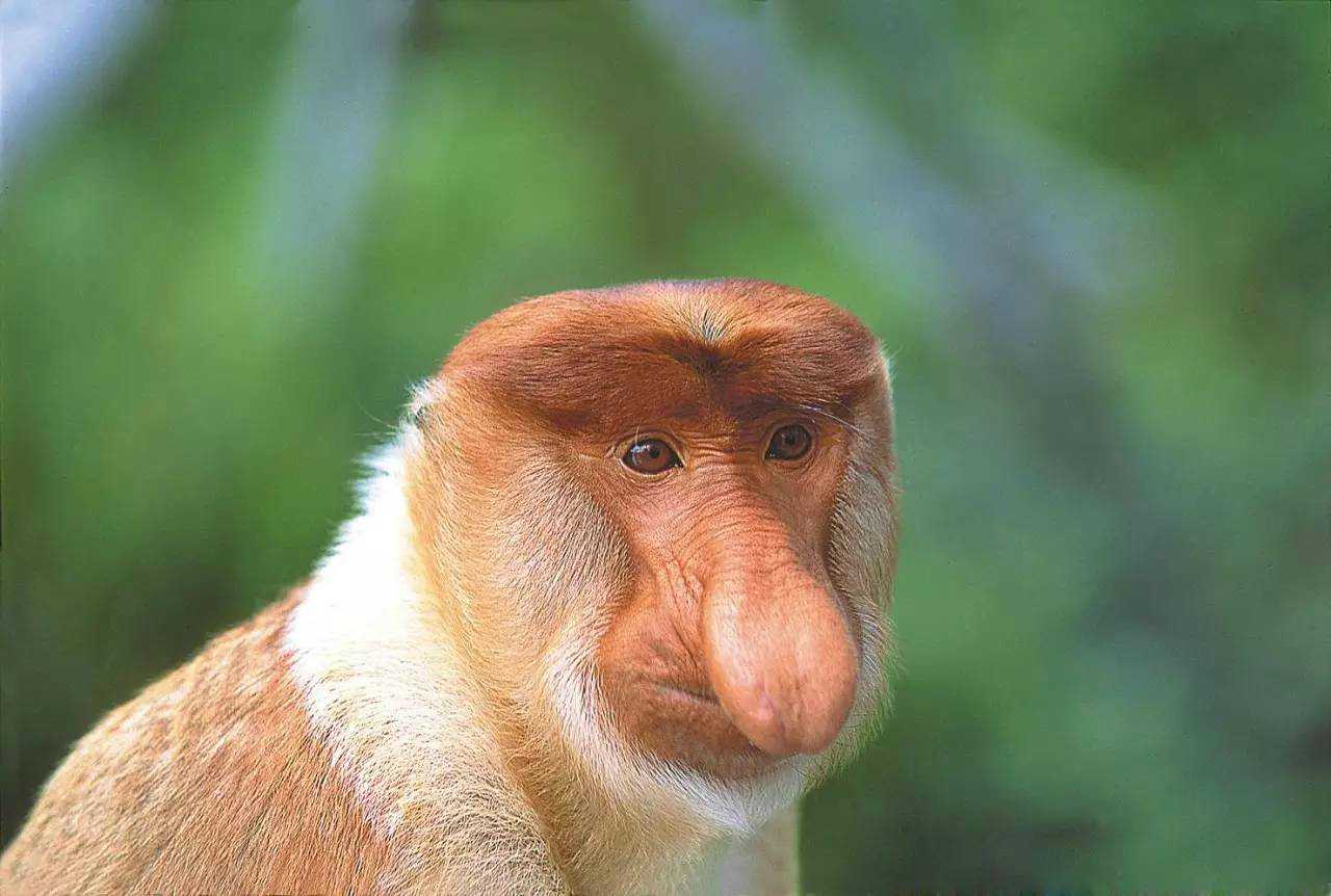 婆罗洲长鼻猴总数