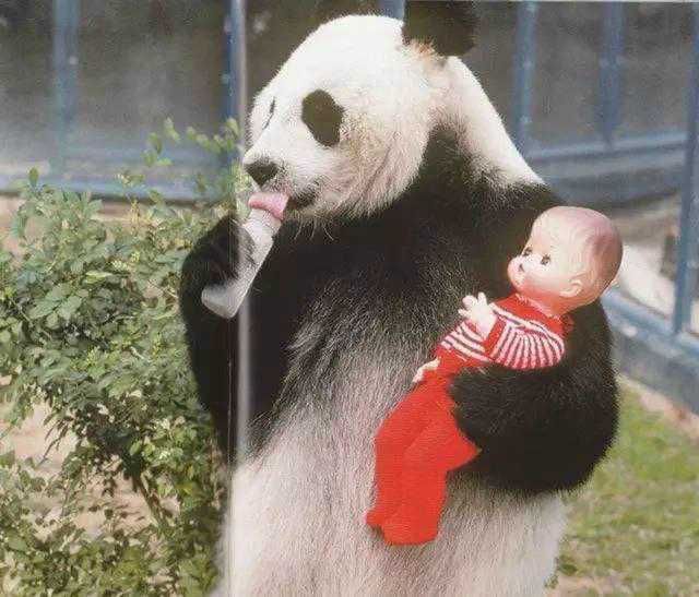 大熊猫是我国国宝一共有多少个