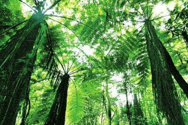 三大热带雨林地区