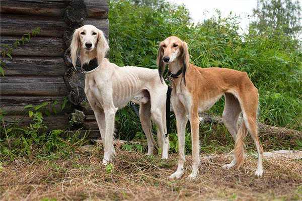 世界优秀猎犬十大排名凉山猎犬多少钱一系