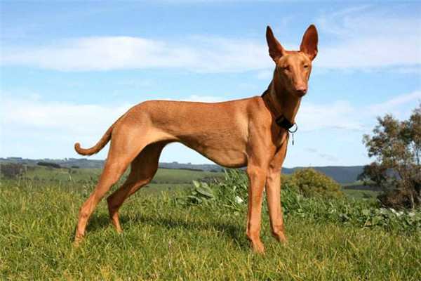 世界优秀猎犬十大排名凉山猎犬多少钱一系