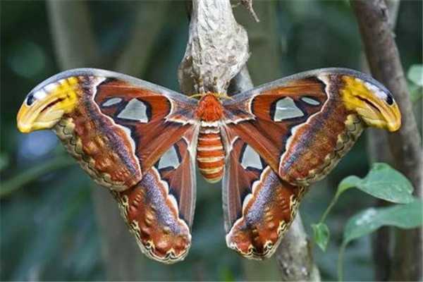 世界上最大的飞蛾叫什么名字