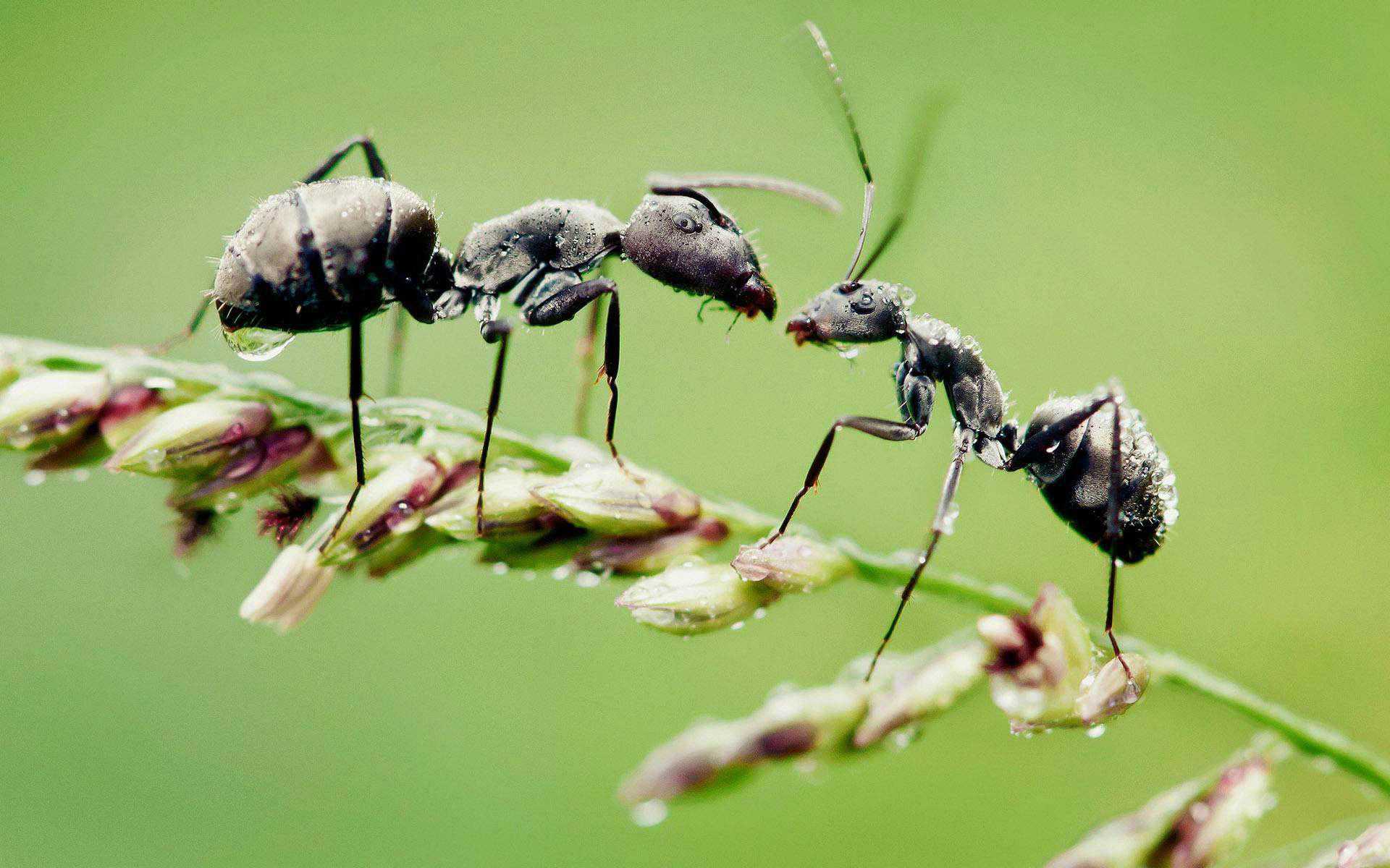 蚂蚁见到人类的想法