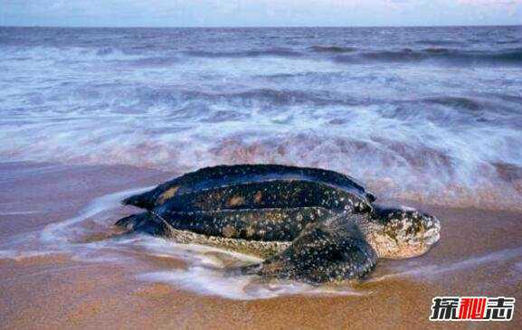 世界上最大的海龟有多大图片
