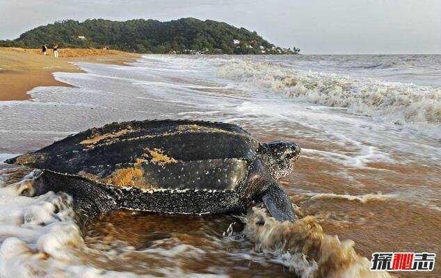 世界上最大的海龟有多大图片