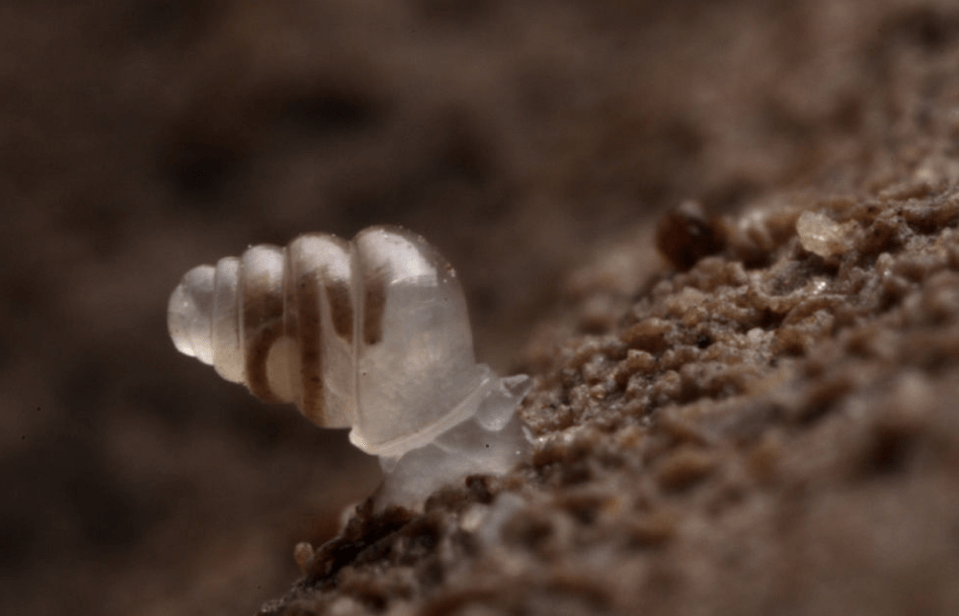 世界上六大最奇特的蜗牛是