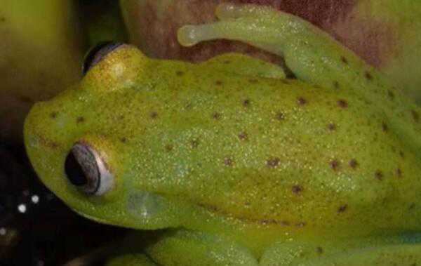 世界上第一种荧光蛙叫什么