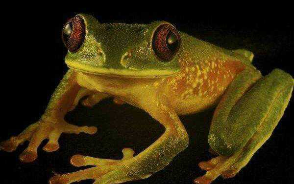 世界上第一种荧光蛙叫什么