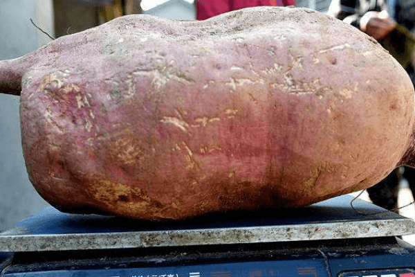 世界上最大的红薯有多少斤