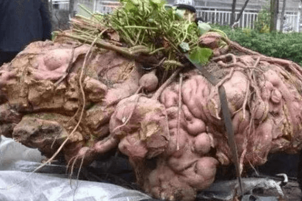 世界上最大的红薯有多少斤