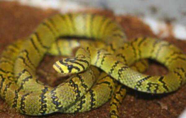 世界上最美的蛇横斑锦蛇叫什么