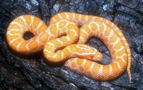 世界上最美的蛇横斑锦蛇叫什么
