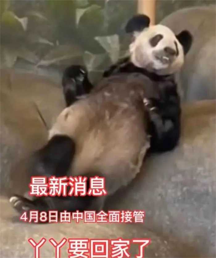 美国孟菲斯动物园熊猫乐乐