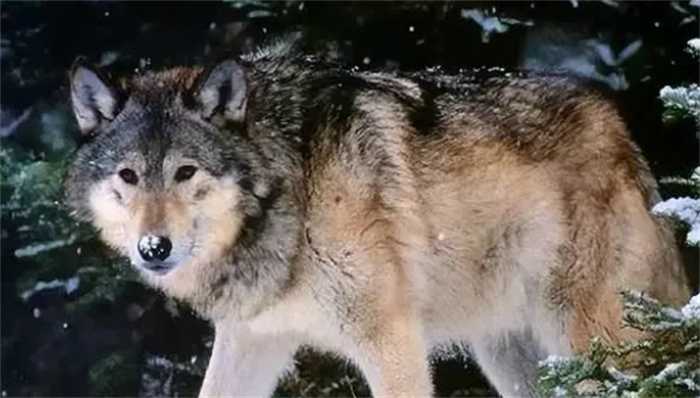 猛犬能打过北美灰狼吗