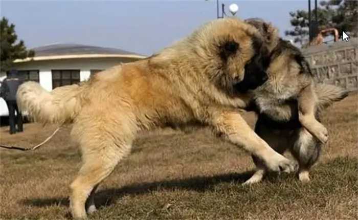 猛犬能打过北美灰狼吗