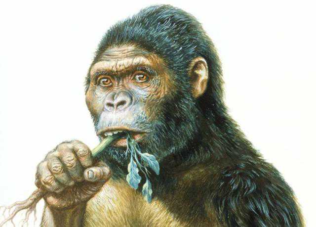 古猿进化成了人类吗