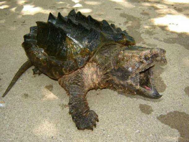 世界上最凶狠的乌龟