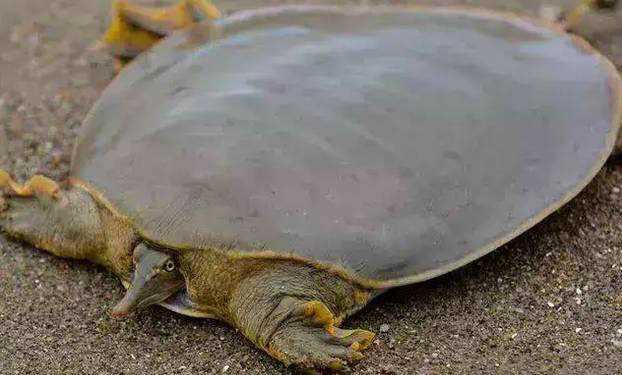 世界上最凶狠的乌龟