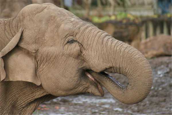 世界上鼻子最长的动物是什么动物