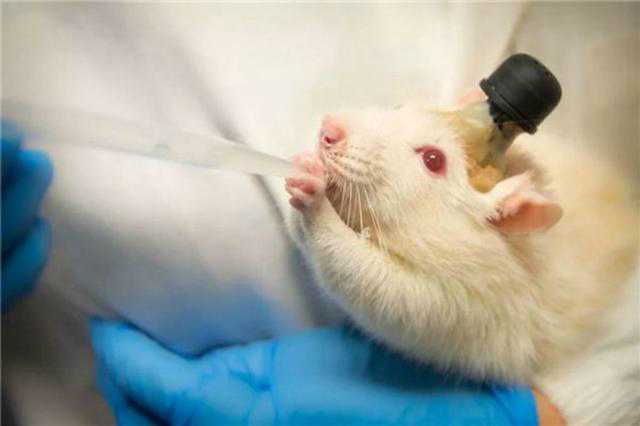 用老鼠来做实验证明饮食健康