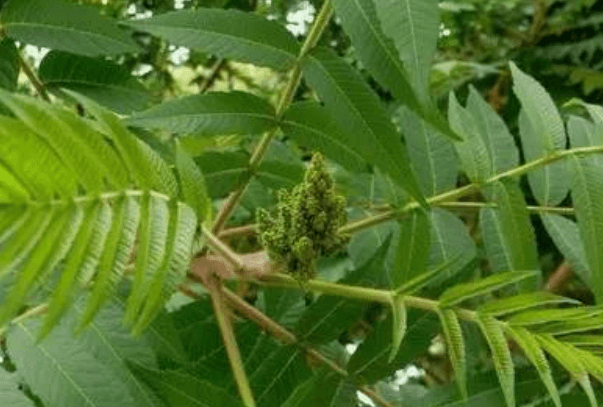 盐枎木树的图片