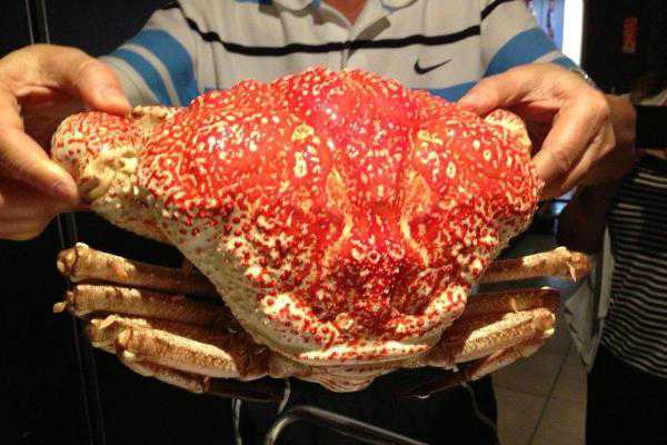 世界上已知最大的帝王蟹是多少斤