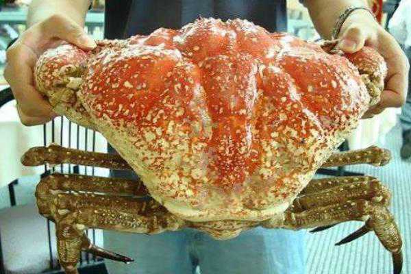 世界上已知最大的帝王蟹是多少斤