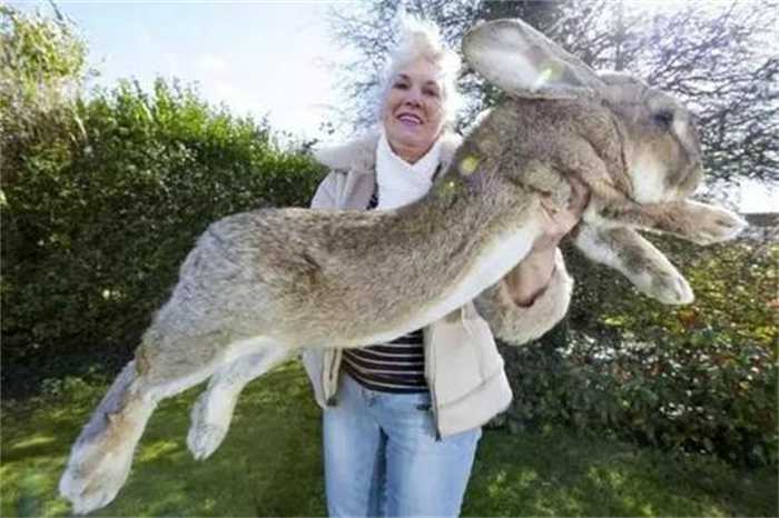 世界最大的兔子排名