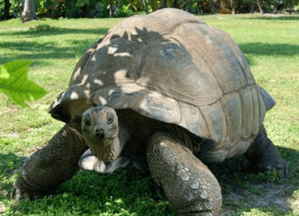 世界上最大的陆龟是