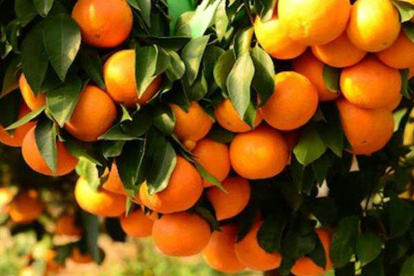 世界柑橘产业现状